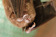 Large-footed Myotis Bat (Myotis macropus)